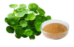 Centella Asiatica (Gotu Kola)