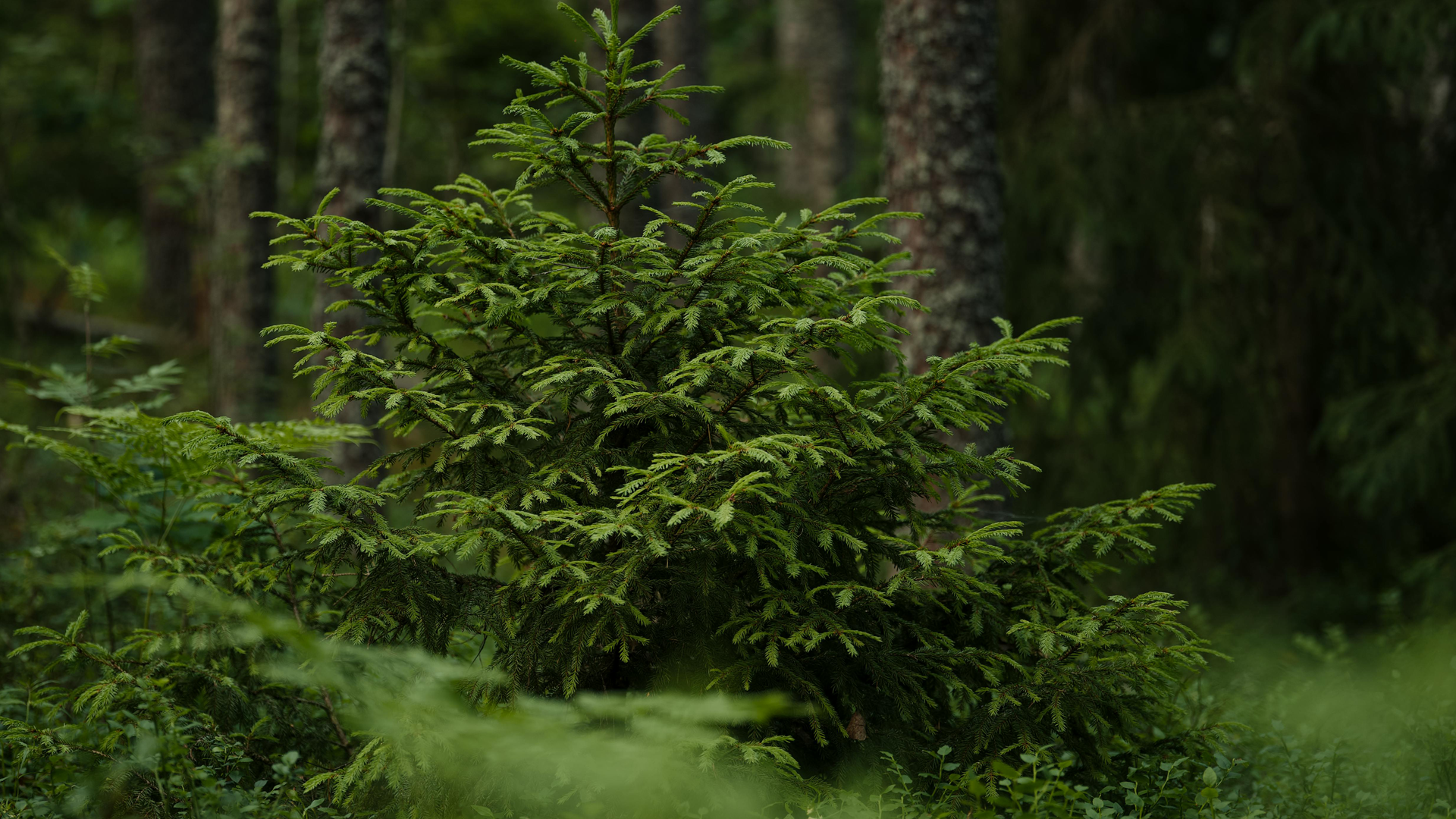 Trusted Natural Ingredients